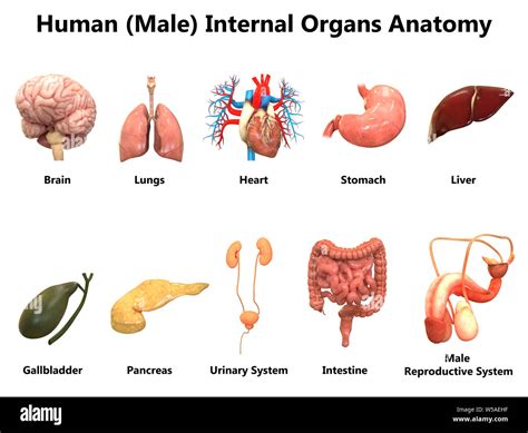 Male Internal Organs Male Anatomy Of The Body Male Upper Body Anatomy
