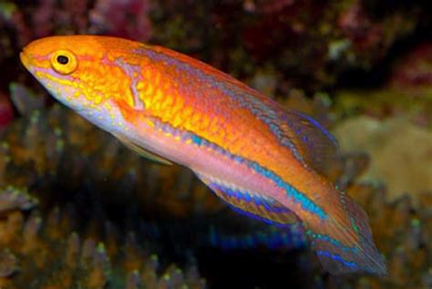 Glorious Fairy Wrasse Cool Fish Wrasse Marine Fish