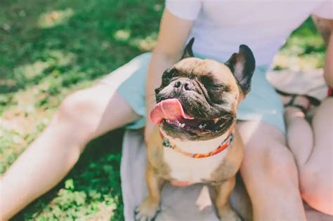How To Treat French Bulldog Eye Problems