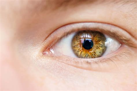 Saiba Tudo Sobre Anatomia Do Olho Humano Preti Eye Institute Mobile