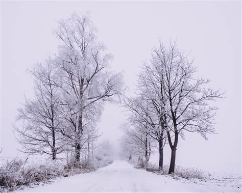 Download Wallpaper 1280x1024 Winter Forest Trees Snow Road Fog