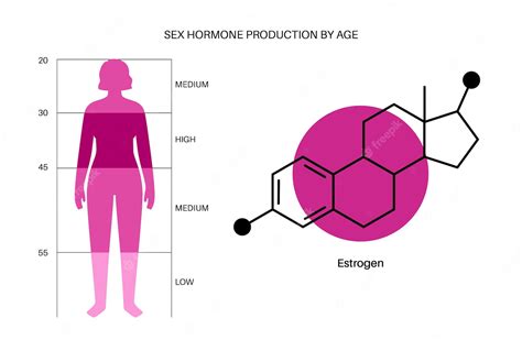 Premium Vector Estrogen Level Color Chart Sex Hormone Production By Age Isolated Flat Vector
