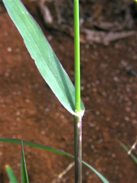 Blue Signal Grass Brachiaria Leersioides Stem Feedipedia