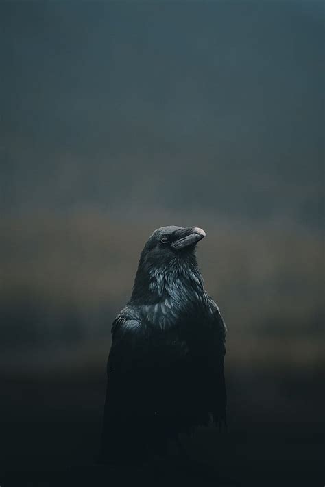 Crow Cool Raven Hd Phone Wallpaper Pxfuel