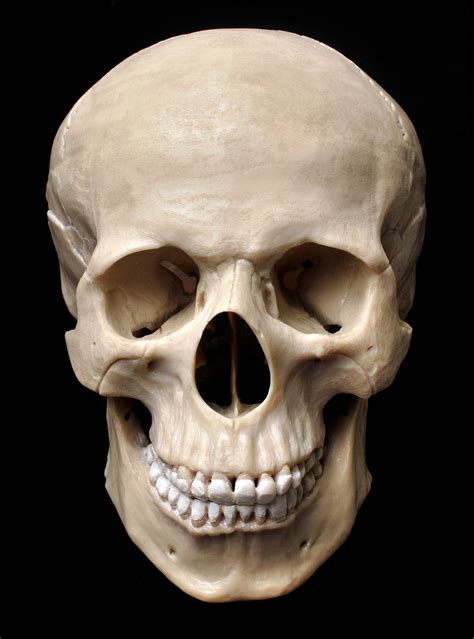 Skull1front Human Skull Drawing Skull Reference