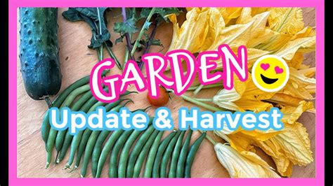 Early July Garden Update And Harvest Youtube