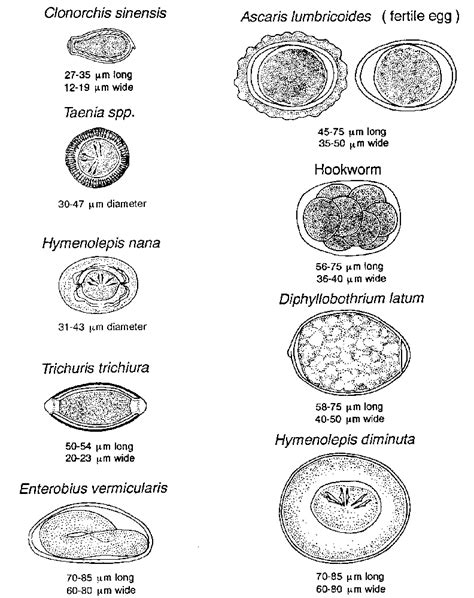Introduction To Diagnostic Medical Parasitology Helminth Ova Small