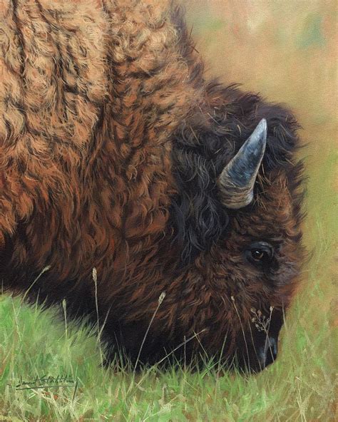 Bison Grazing Painting By David Stribbling Pixels