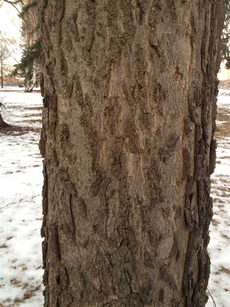Hackberry Bark Celtis Occidentalis Tree Tree Textures Tree Trunk