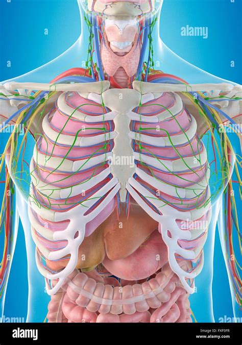 Human Chest Anatomy Computer Illustration Stock Photo Alamy