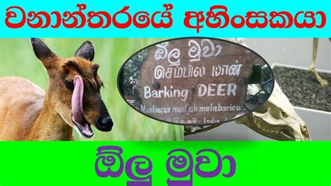 Olu Muwa Barking Deer ඕලු මුවා A News Report Youtube