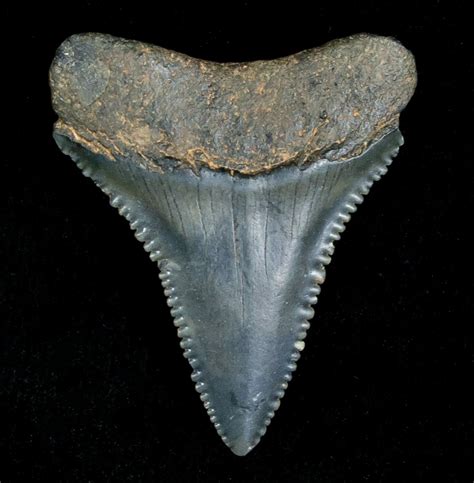 Fossil Great White Shark Tooth 133 Inches For Sale 5147