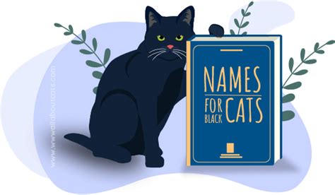 90 Cat Aesthetic Names Free Download 4kpng