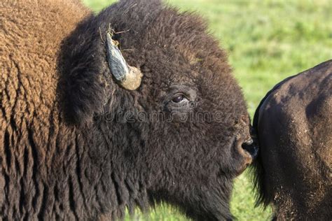 American Bison Bull Sniffing Cow Stock Image Image Of Mammal Prairie