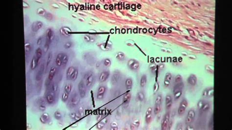 Hyaline Cartilage Connective Tissue Youtube