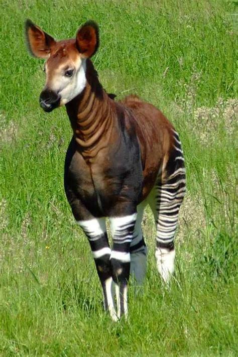 Okapi It Looks Like A Zebra Deer And Horse All In One
