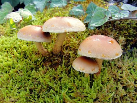 Free Images Mushrooms Fungus Edible Mushroom Agaricaceae