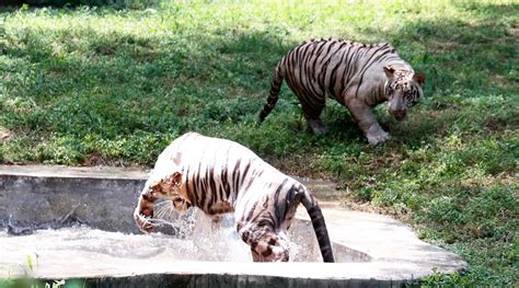 White Tiger Cubs Turn 1 Delhi Zoo Throws Them A Birthday Bash