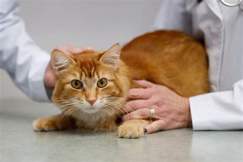 Behavior The Cat Care Clinic Veterinary Services Orange Ca Cat