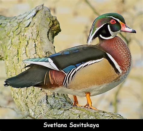 Wood Duck Facts For Kids