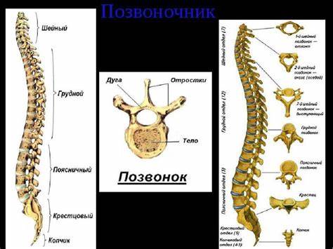 Компрессионный перелом позвоночника диета Компрессионный перелом позвоночника, лечение и реабилитация в Москве Компрессионный перелом позвоночника, лечение и реабилитация в Москве Компрессионный перелом позвоночника диета