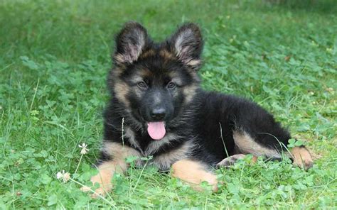 German Shepherd Dog Breeds Facts Advice And Pictures