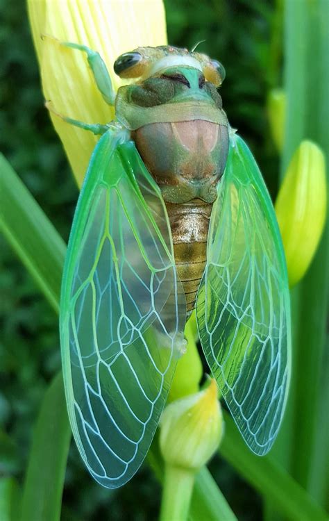 The cicada life cycle has three stages: Cicadas are both fascinating and complex in their looks ...