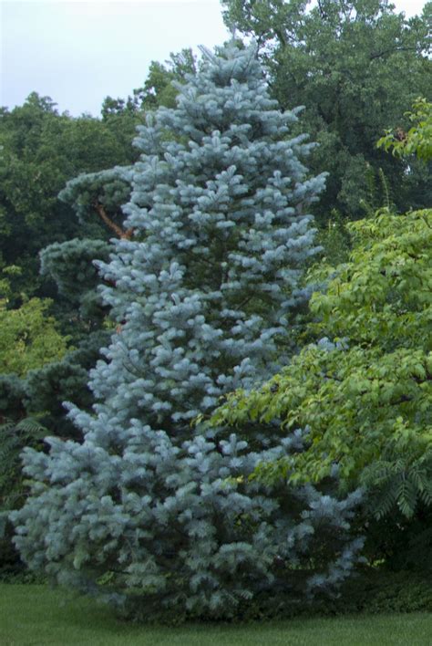 Concolor Fir Blue Tree Landscaping Evergreen Trees Types Of