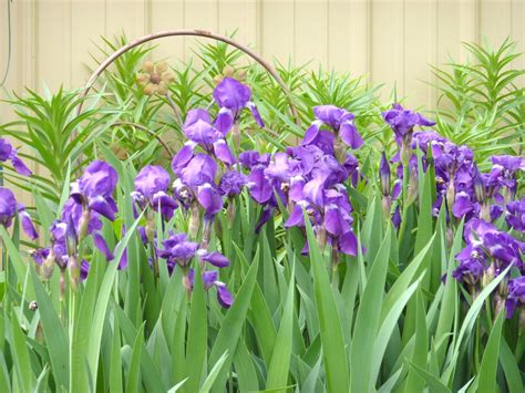 Pictures Of Purple Iris Flowers Beautiful Flowers