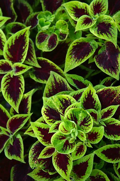 Coleus Plant Care In 3 Simple Steps The Brown Gardener
