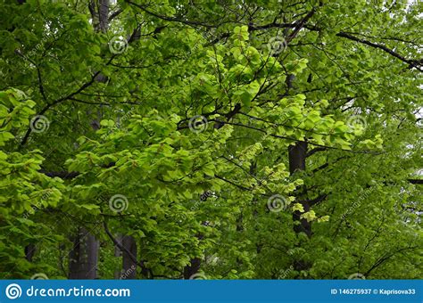 Spring Beech Forest With Fresh Light Green Foliage Stock Image Image