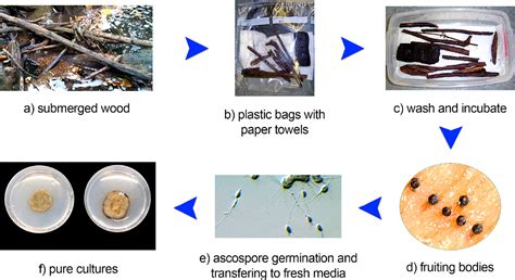 Freshwater Fungi As A Source Of Chemical Diversity A Review Journal