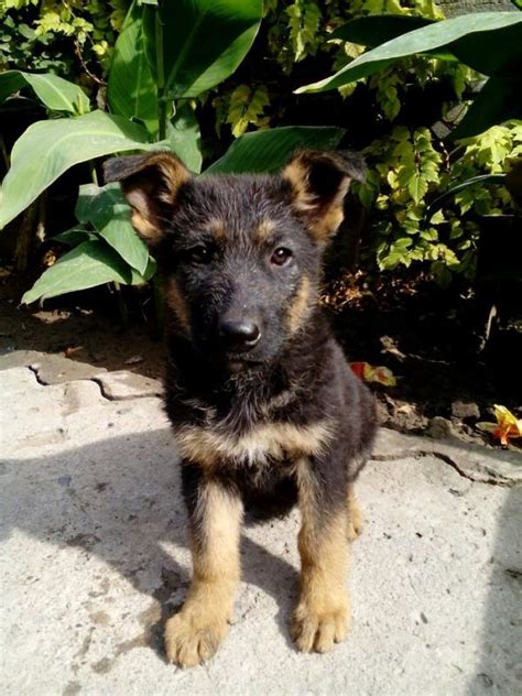 Microchip, i cuccioli verranno consegnati con vaccinazione completa. Cucciolo di pastore tedesco a 2 mesi | | Rivista online su ...