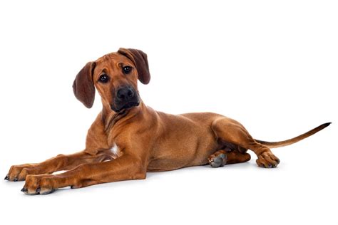 Rhodesian Ridgeback Dog Breed Information Health Appearance And Care