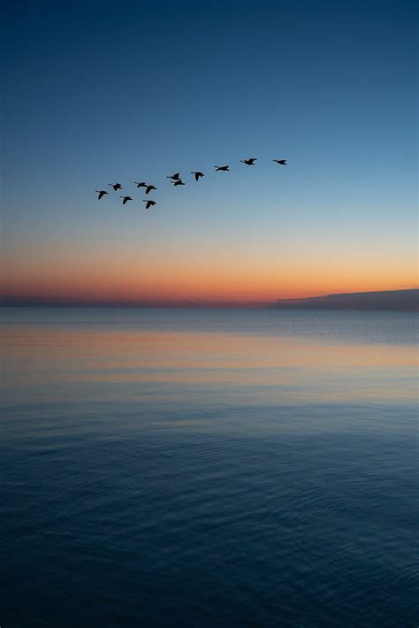 Birds Flying Over The Sea During Sunset Hd Phone Wallpaper Peakpx
