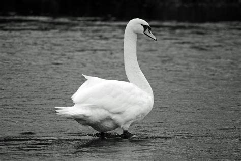Mute Swan Staffordshire Martin Handley Flickr