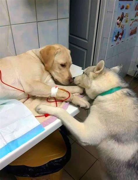 This Veterinarian Has A Comfort Doggo Assiatant That Helps Sick Doggo