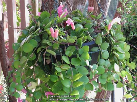 If you're still in two minds about flower lipstick and are thinking about choosing a similar product, aliexpress is a great place to compare prices and sellers. Photo of the entire plant of Lipstick Plant (Aeschynanthus ...