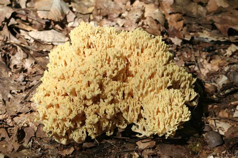 Sponge Mushroom Photograph By Barbara S Nickerson