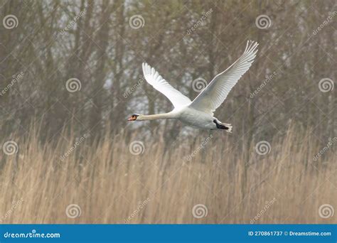 1 Adult Swan Flies Over A Lake Stock Image Image Of Background