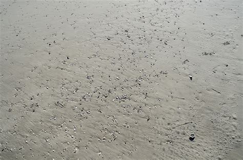 Fotos Gratis Playa Mar Arena Oceano Nieve Textura Piso Huella