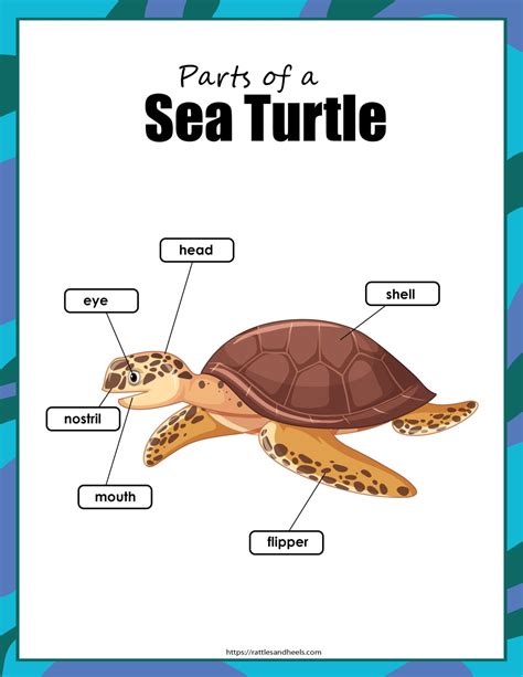 Life Cycle Of A Turtle Worksheet Tish Velasco