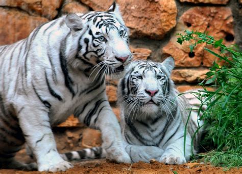 Filehaifa White Tigers 9129 13 Wikimedia Commons