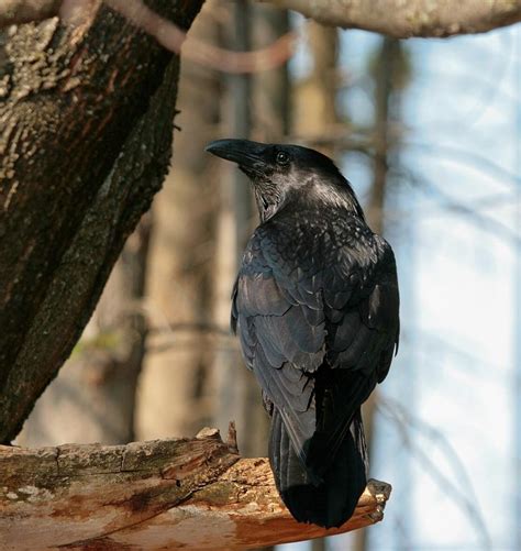 The Wise Raven Photograph By Teresa Mcgill Fine Art America