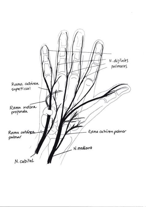 Anatomía Del Nervio Mediano Neurowikia