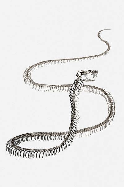 Prints Of Black And White Illustration Of A Snakes Skeleton Black And