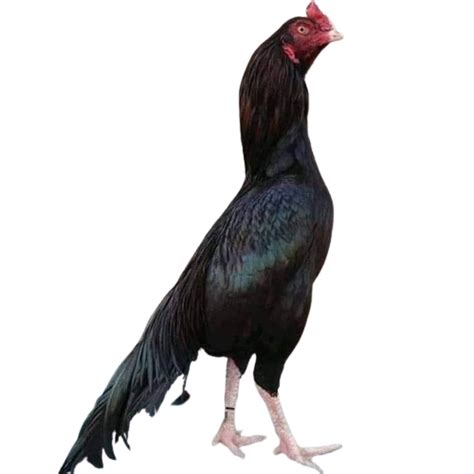 find aseel murga hen asil chicken for sale aseel patha