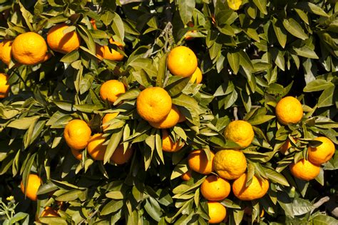 Citrus Tree Varieties Offered By Waimea Nurseries
