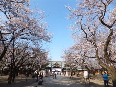 The website collected by this website comes from the. 靖国神社の桜