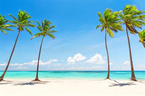 Coconut Palm Trees On White Sandy Beach Stock Photo Image Of